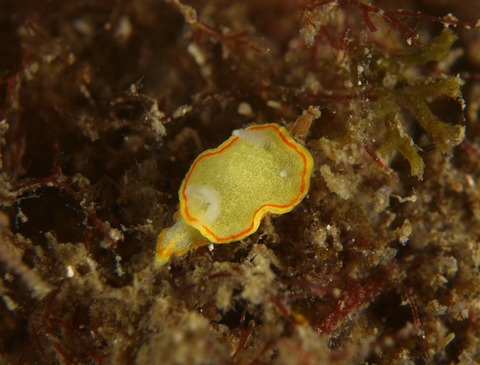 P3295258