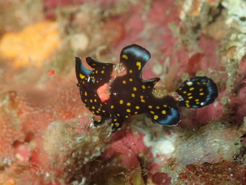 PC146257