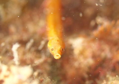 P7293066