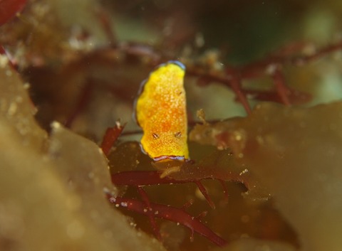 P3295296