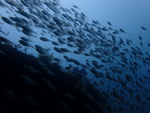 P5300074