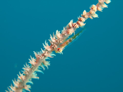 PC074293