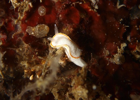 P5269664