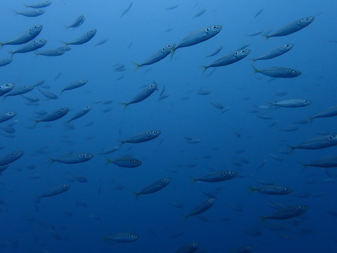 P9125192