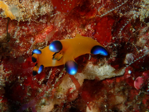 P2130092
