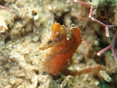 P5313509