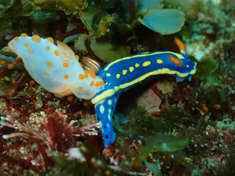 P2015734
