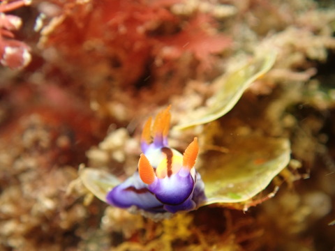 P5093065