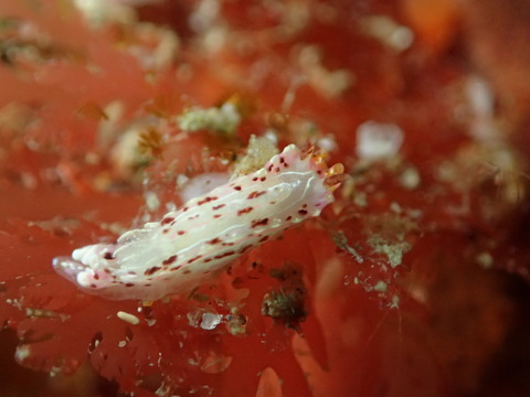 P4036486