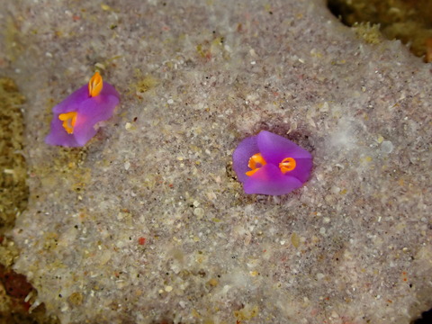 P2080847