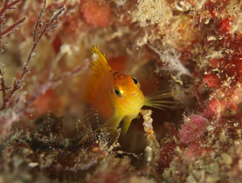PB224219