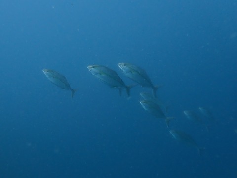 P8304683