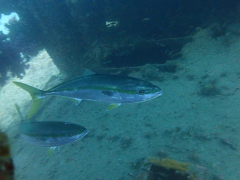 P5103231