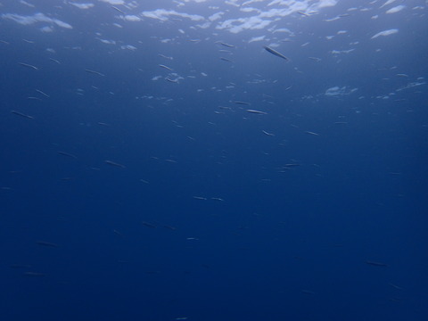 P6225995