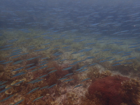 P5060024