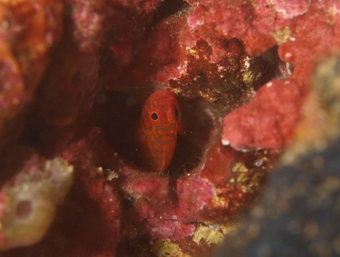 P6212793