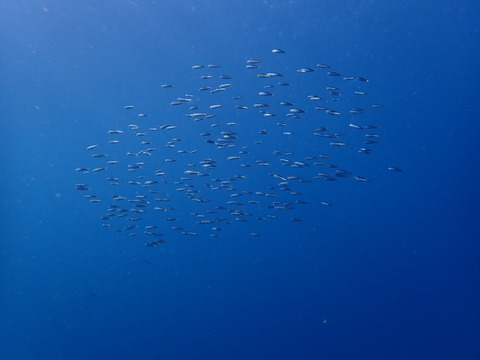 P2271206