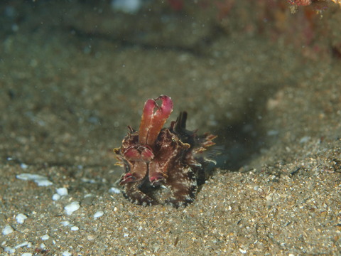 P2074852