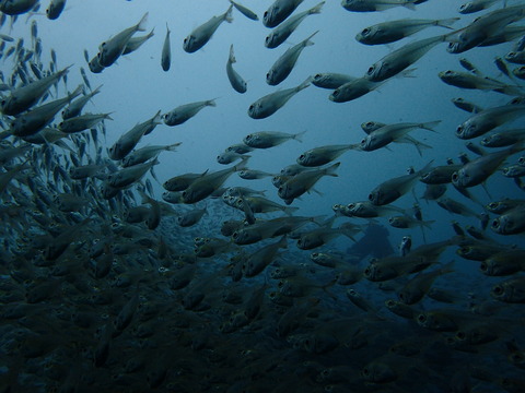 P5265882