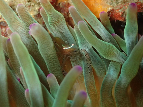 PC126238
