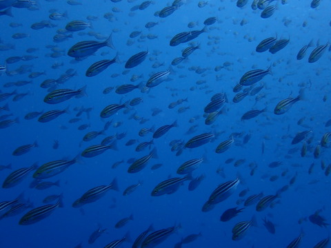P9125047