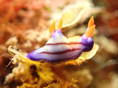 P5093064