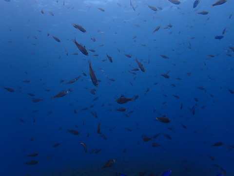 P6225964