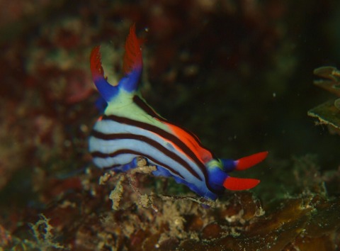 P5269713