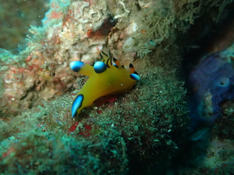 PB186289