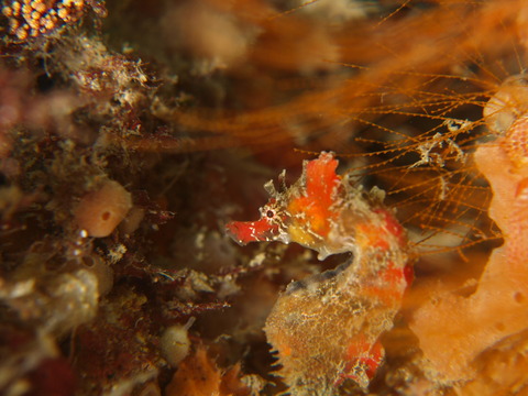 P5269655