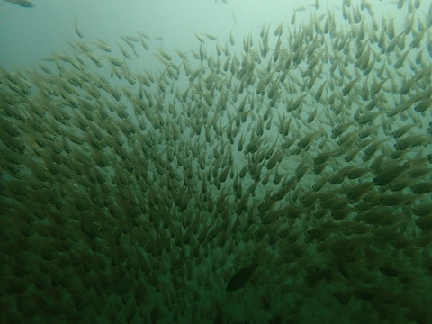 P8294547