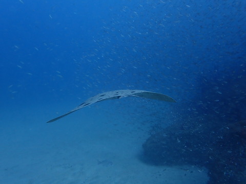 P1100135