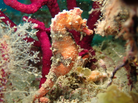 P6133620