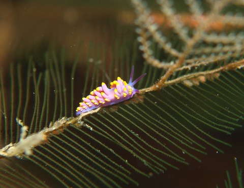 PB111812
