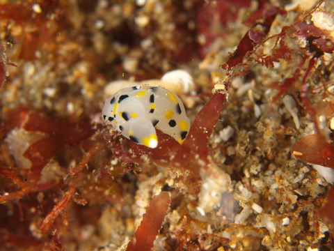 P3065032