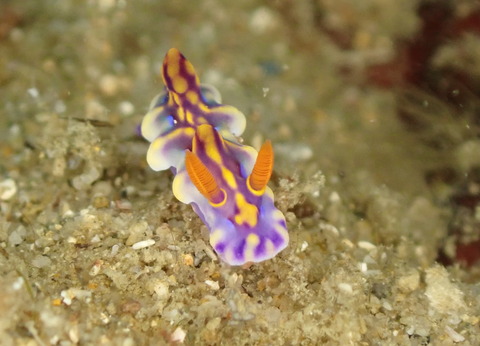 image1