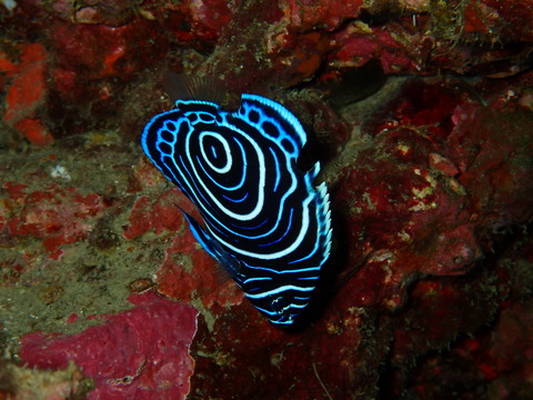 P1237600