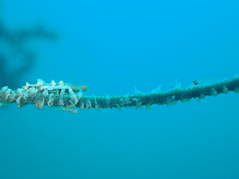 PA246259